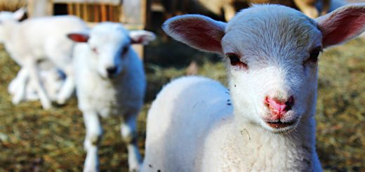 Weekly Roundup 200413