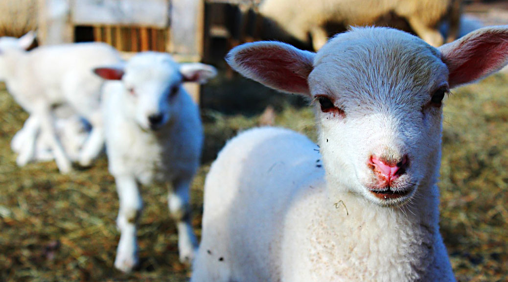 Weekly Roundup 200413