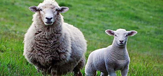 Weekly Roundup 200420