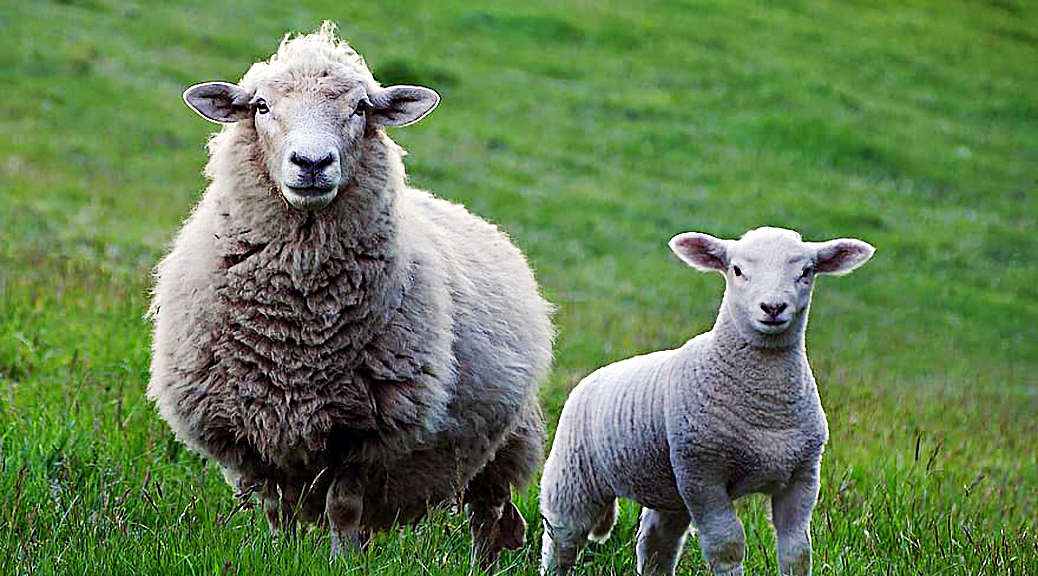 Weekly Roundup 200420