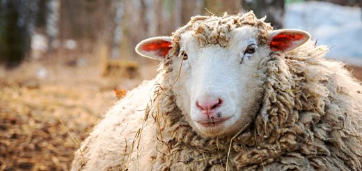 Weekly Roundup 200427