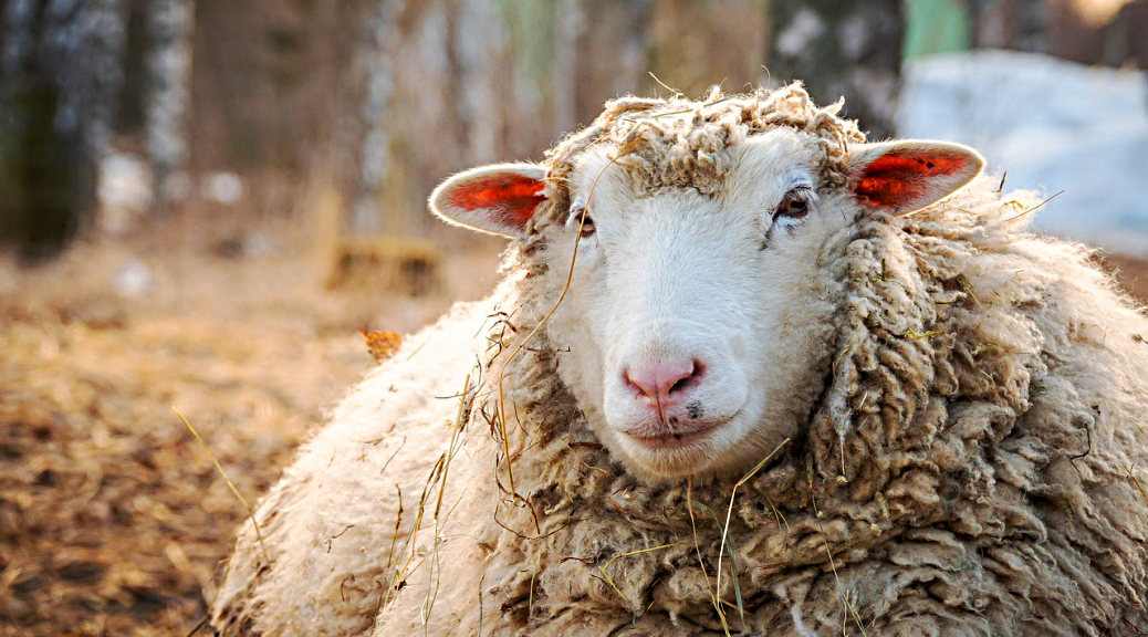 Weekly Roundup 200427