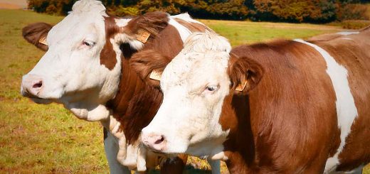 Weekly Roundup 200504