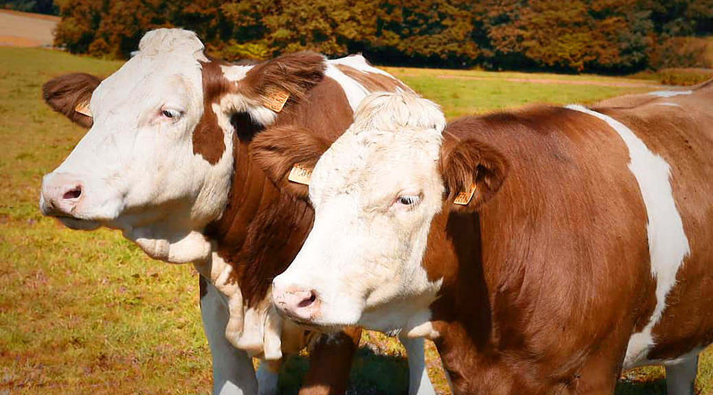 Weekly Roundup 200504