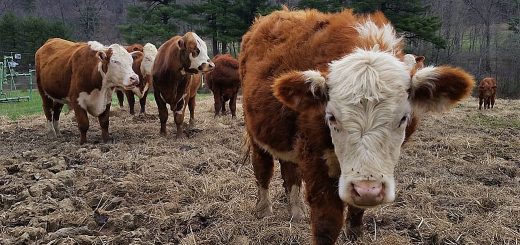 Weekly Roundup 200511