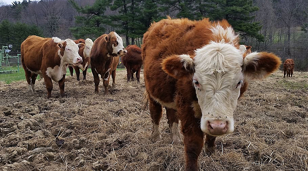 Weekly Roundup 200511