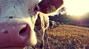 Weekly Roundup 200518 (Weekly Roundup, 18th May 2020)