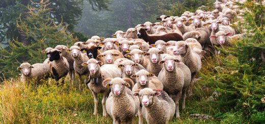 Weekly Roundup 200528