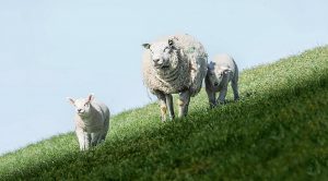 Weekly Roundup 200601 (Weekly Roundup, 1st June 2020)