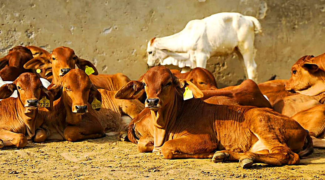 Weekly Roundup 200608