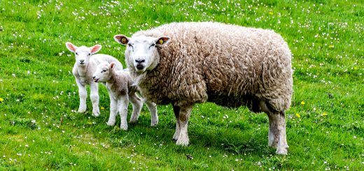 Weekly Roundup 200615