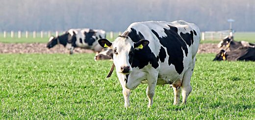 Weekly Roundup 200622