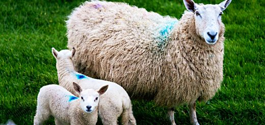 Weekly Roundup 200629