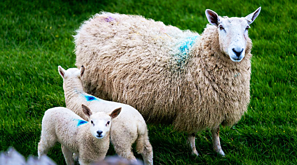 Weekly Roundup 200629