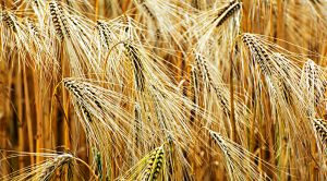 Stock Screeners July (Stock Screeners July 2020)