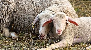 Weekly Roundup 200706 (Weekly Roundup, 6th July 2020)