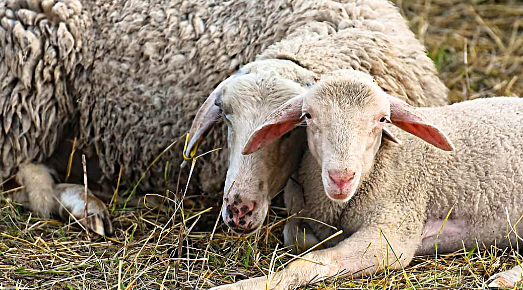 Weekly Roundup 200706