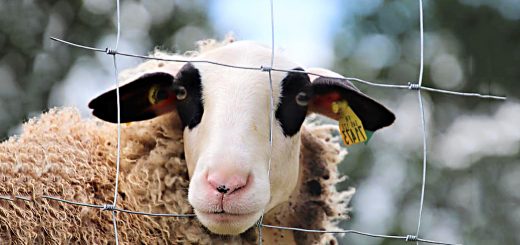 Weekly Roundup 200713