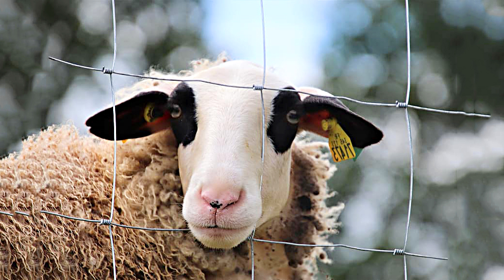 Weekly Roundup 200713