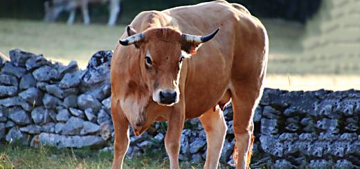 Weekly Roundup 200720