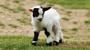 Weekly Roundup 200727 (Weekly Roundup, 27th July 2020)