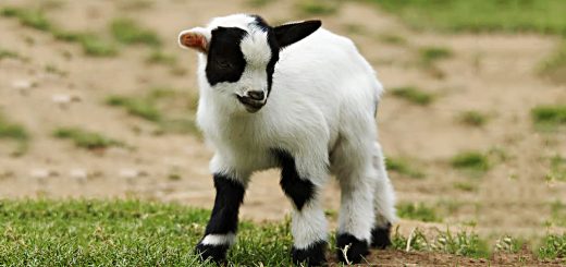 Weekly Roundup 200727