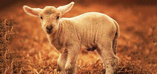 Weekly Roundup 200803