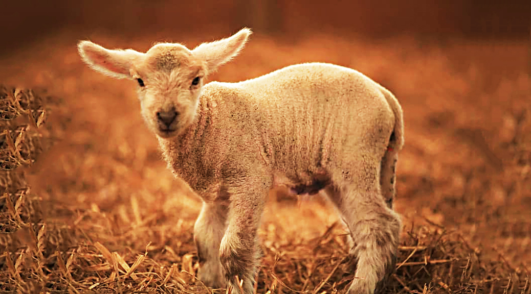 Weekly Roundup 200803