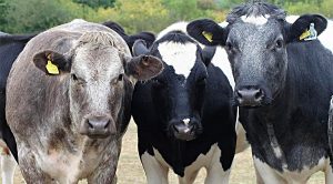 Weekly Roundup 200810 (Weekly Roundup, 10th August 2020)