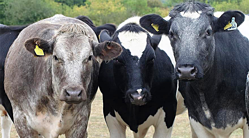 Weekly Roundup 200810