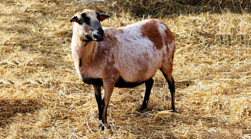 Weekly Roundup 200817