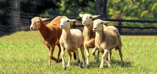 Weekly Roundup 200824