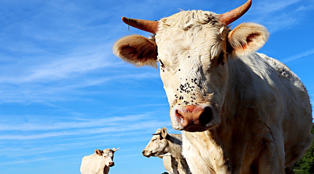 Weekly Roundup 200827