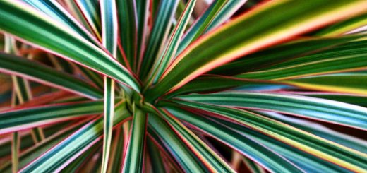 Bessembinder 3 - Value and Growth