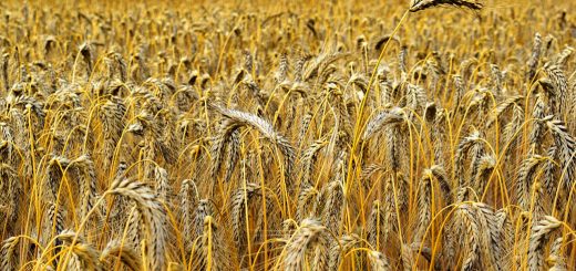 Stock Screeners September 2020