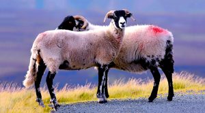 Weekly Roundup 200907 (Weekly Roundup, 7th September 2020)