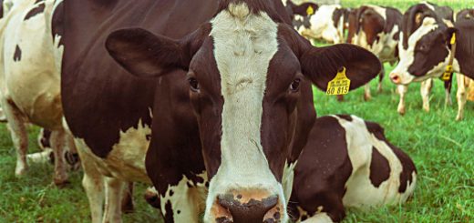 Weekly Roundup 200928