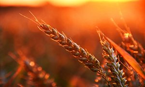 Stock Screeners October 2020 (Stock Screeners October 2020)