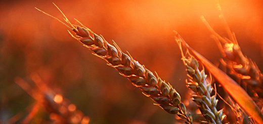 Stock Screeners October 2020