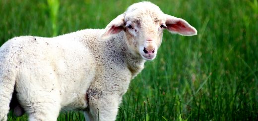 Weekly Roundup 201005