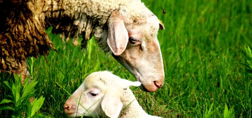 Weekly Roundup 201012