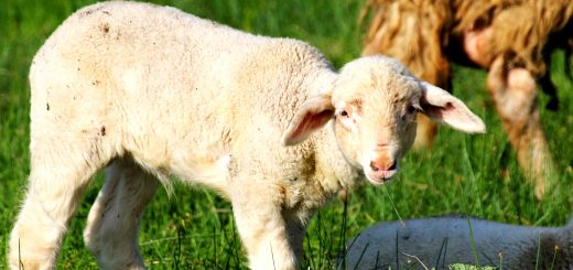 Weekly Roundup 201019