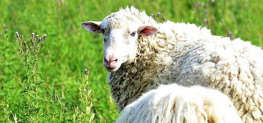 Weekly Roundup 201026