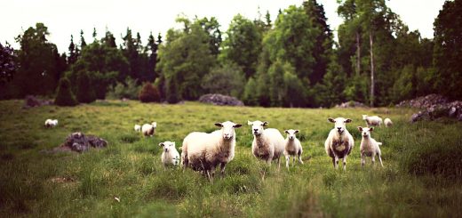 Weekly Roundup 201009