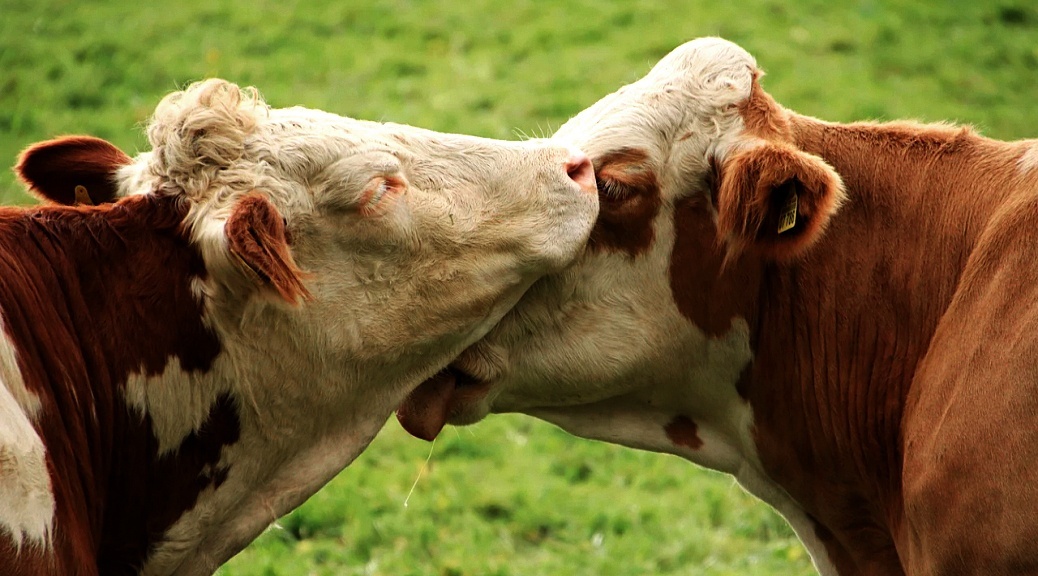 Weekly Roundup 201116