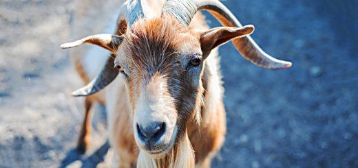 Weekly Roundup 201123