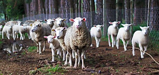 Weekly Roundup 201130