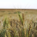 Stock Screeners December 2020