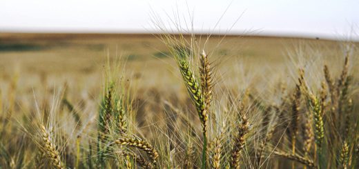 Stock Screeners December 2020