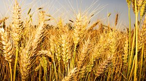 Stock Screeners November 2020 (Stock Screeners November 2020)